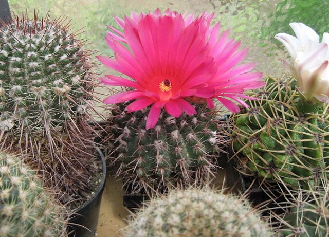 Notocactus submammulosus v. minor